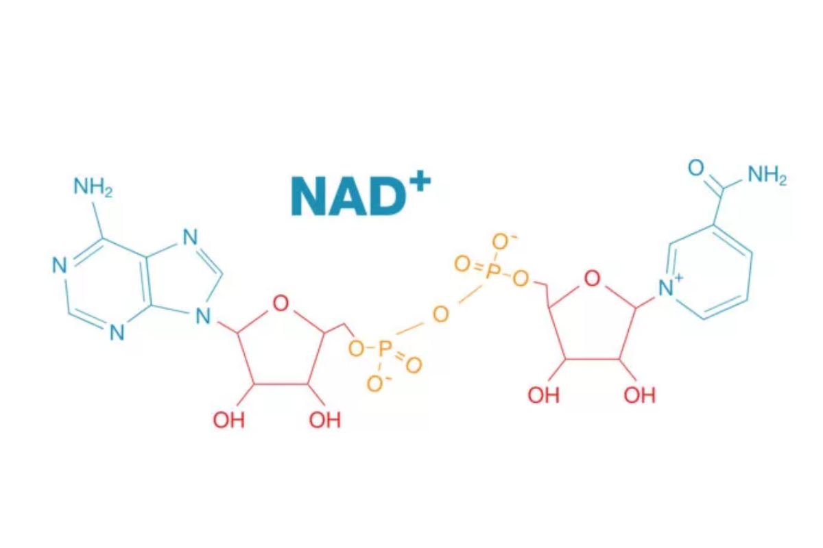 NAD+ Ortomolecular Ortonatura