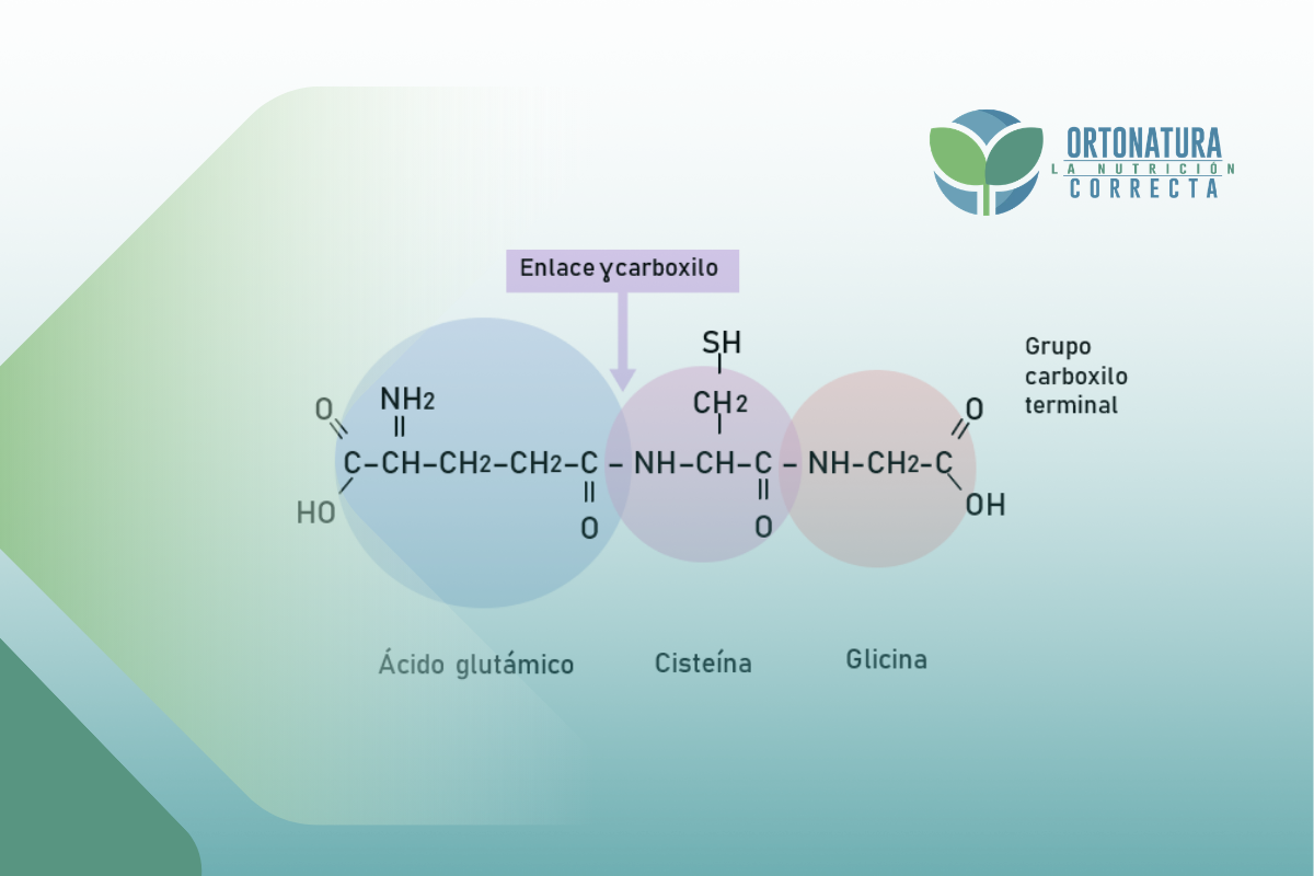 Beneficios del Glutation